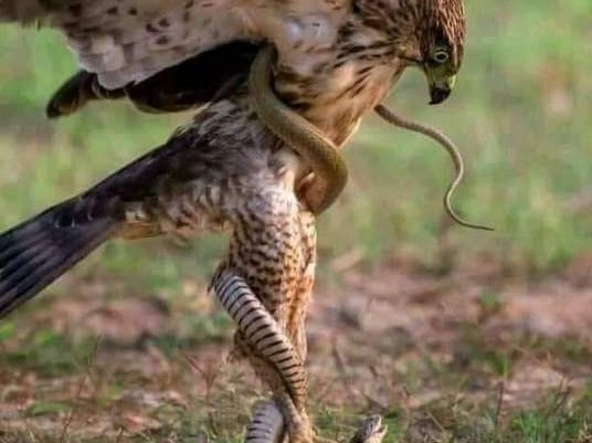 “MENGUBAH POLA PERTEMPURAN.”