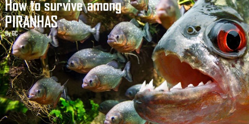 How to survive among PIRANHAs