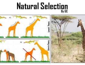 SELEKSI ALAMIAH SELEKSI ALAMIAH